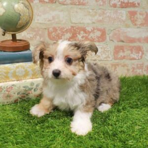 Chorkie – 1732
