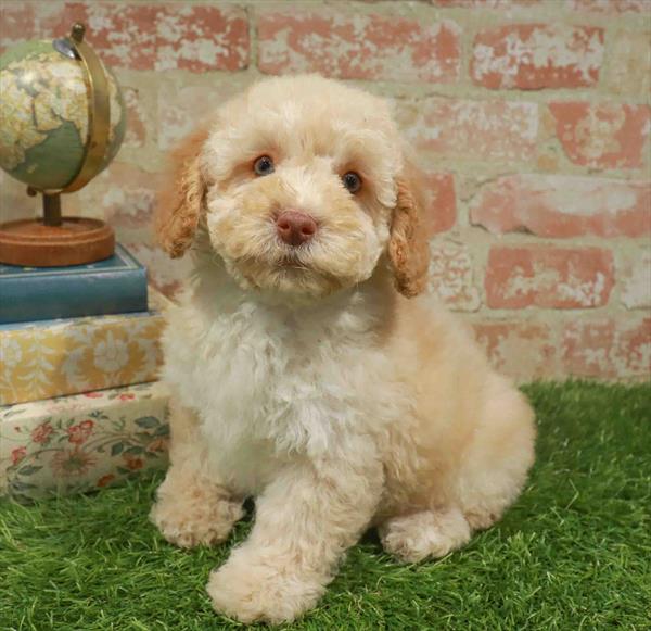 Sandy, Cockapoo, Image 1