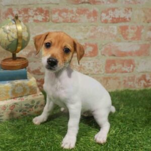 Jack Russell Terrier – 1736