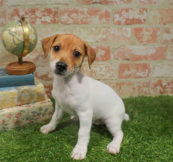 Robin, Jack Russell Terrier, Image 1