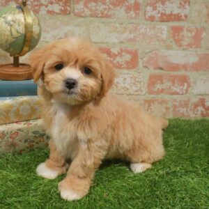 Shipoo – 1738
