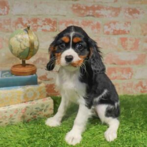Cavalier King Charles Spaniel – 1737