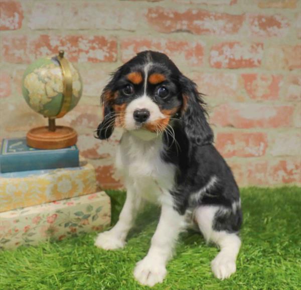 Colleen, Cavalier King Charles Spaniel, Image 1