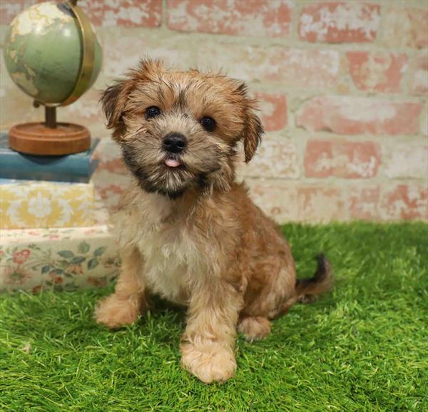 Maisie, Morkie, Image 1