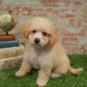 Bichapoo – 1739