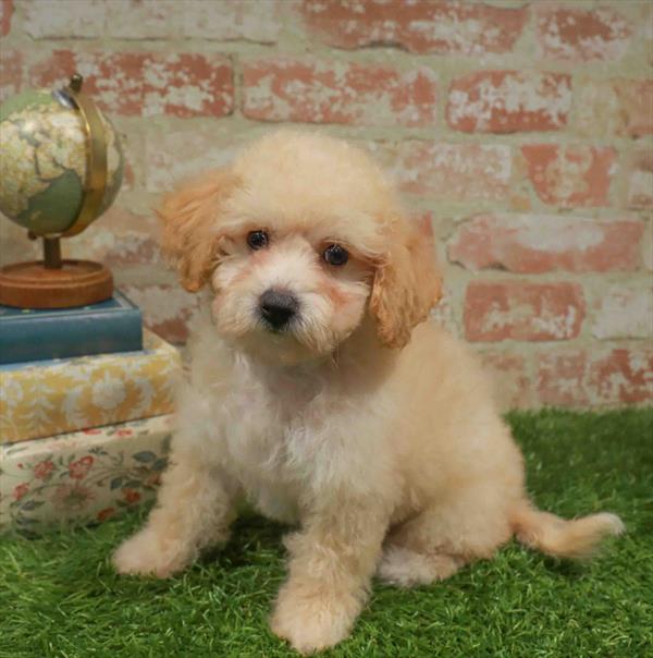 Wendy, Bichapoo, Image 1