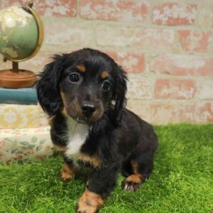 Dachshund – 1741