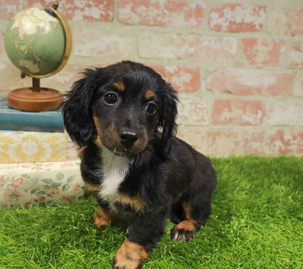 Sasha, Dachshund, Image 1