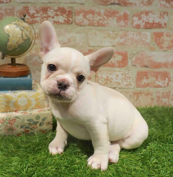 Louie, French Bulldog, Image 1