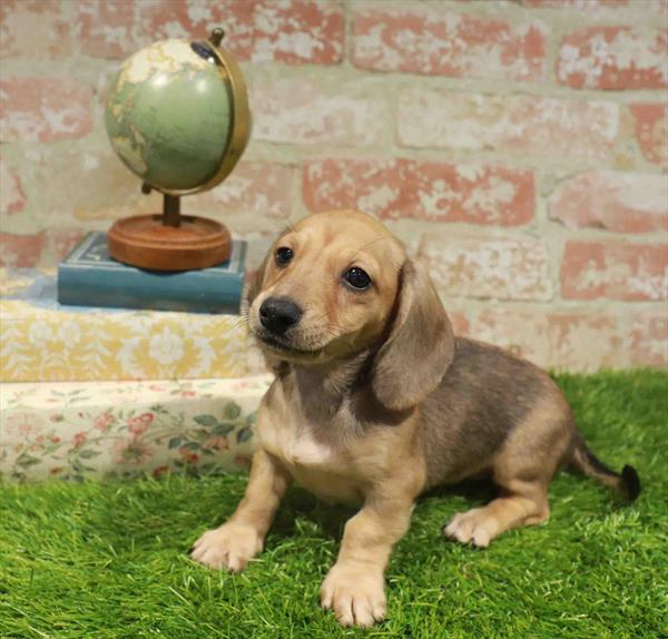 April, Dachshund, Image 1