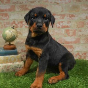 Rottweiler – 1746