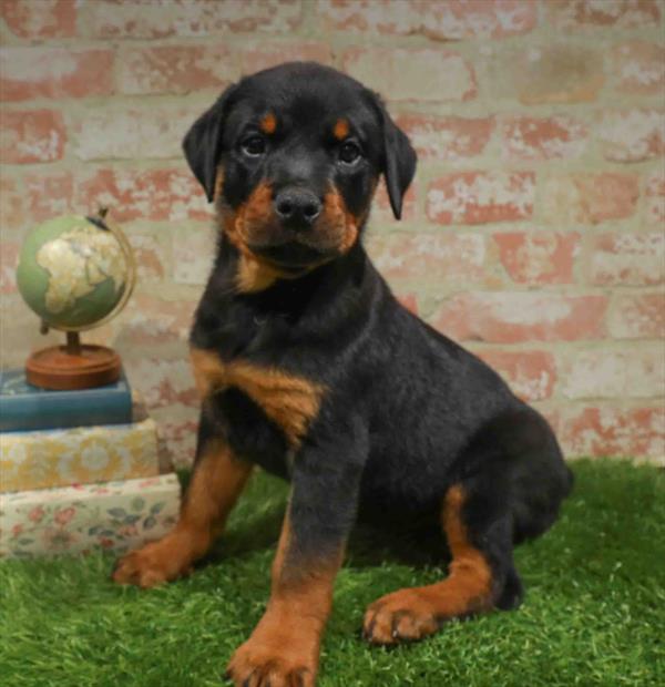 Heidi, Rottweiler, Image 1