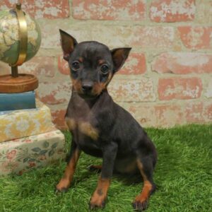 Min Pin – 1748