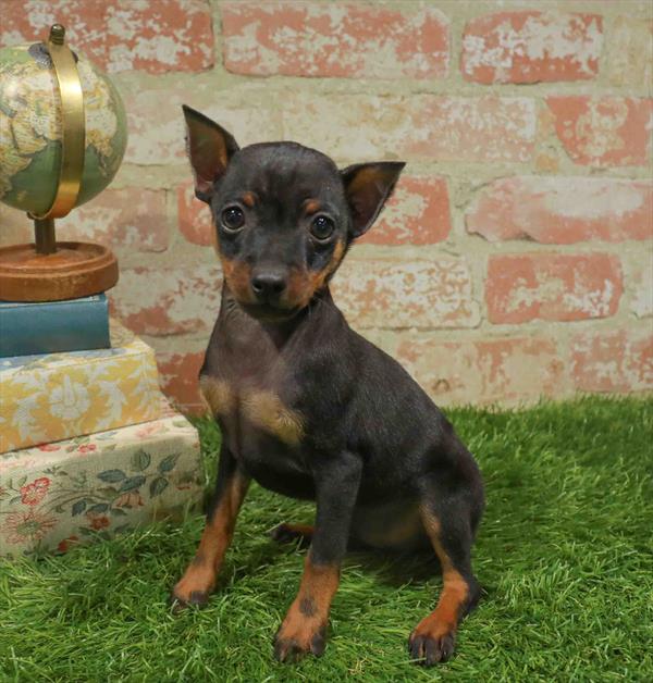 Hercules, Min Pin, Image 1