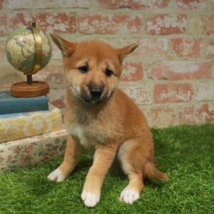 Shiba Inu – 1749