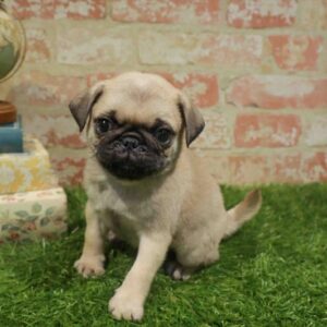 Pug – 1747