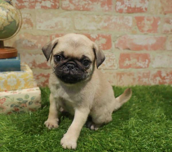 Oscar, Pug, Image 1