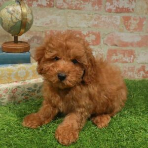 Mini Poodle – 1750