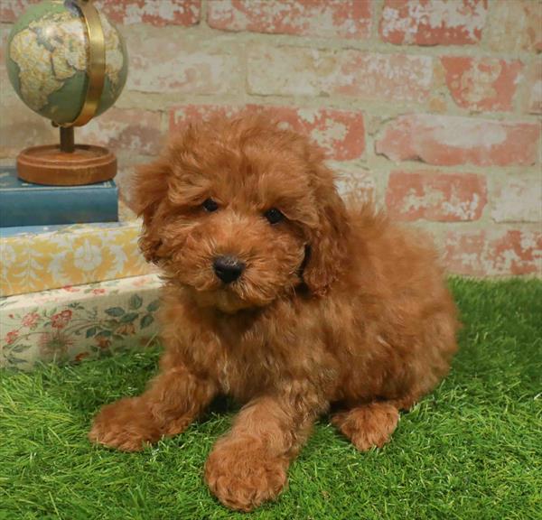 Chester, Mini Poodle, Image 1