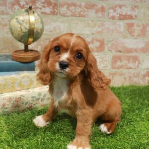 Cavalier King Charles Spaniel – 1751