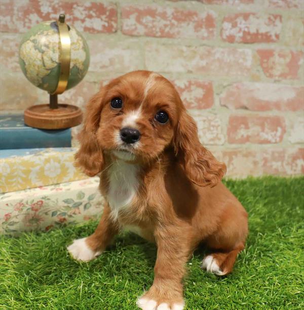 Penny, Cavalier King Charles Spaniel, Image 1