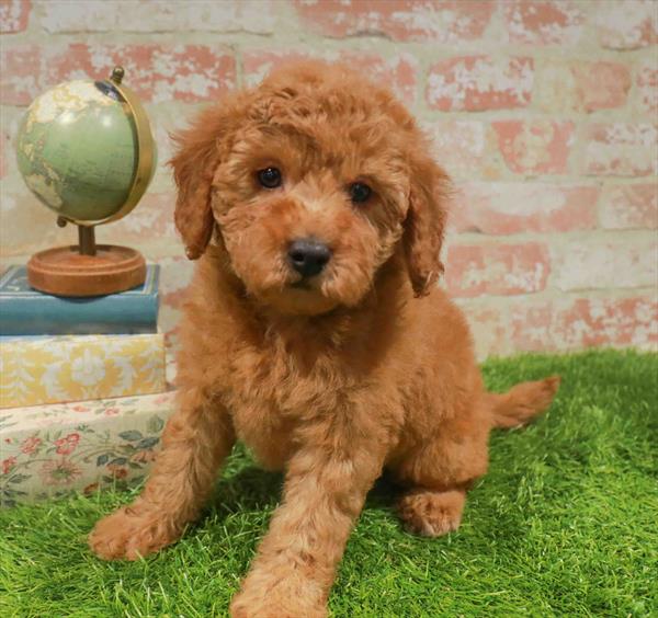 Lindsey, Cavapoo, Image 1