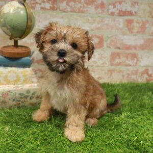 Morkie – 1742