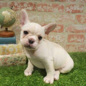 French Bulldog – 1744