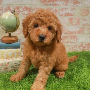 Cavapoo – 1752