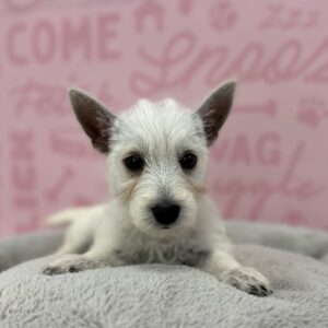 Bonnie, photo 1