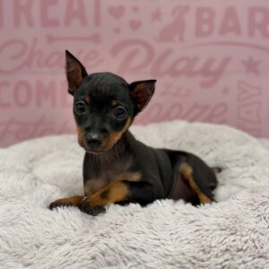 Hercules, photo 1