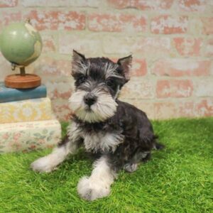 Mini Schnauzer – 1757
