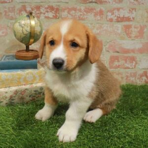 Pembroke Welsh Corgi – 1754