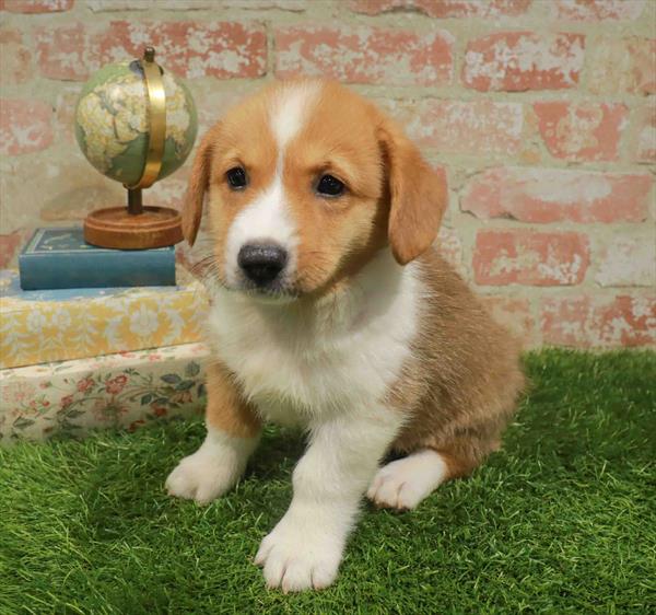 Tim, Pembroke Welsh Corgi, Image 1
