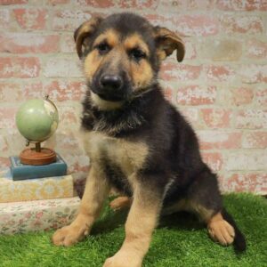 German Shepherd – 1756