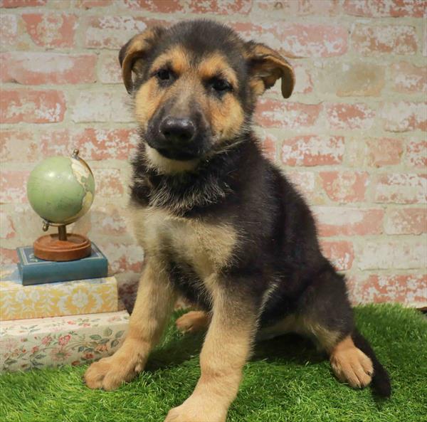 Marcos, German Shepherd, Image 1