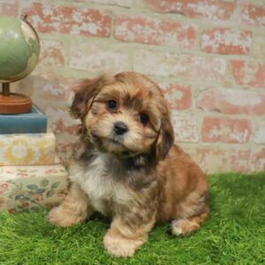 Yorkie-Poo – 1758
