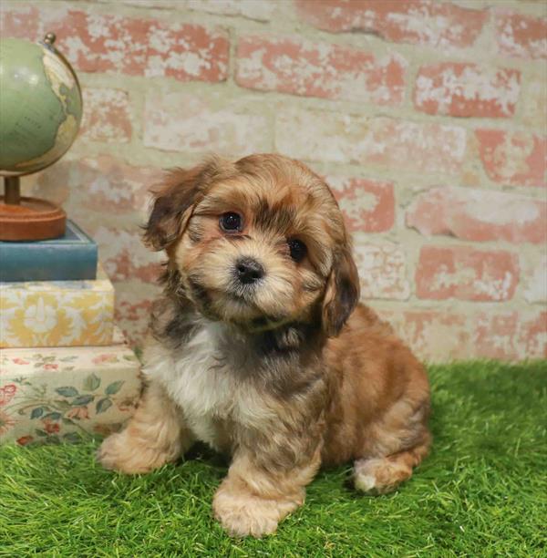 Megan, Yorkie-Poo, Image 1