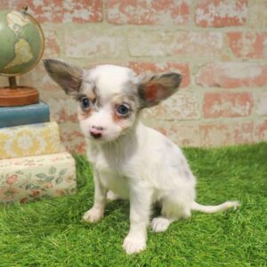 Chihuahua – 1759