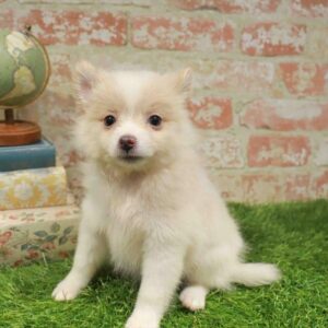 Pomeranian – 1760