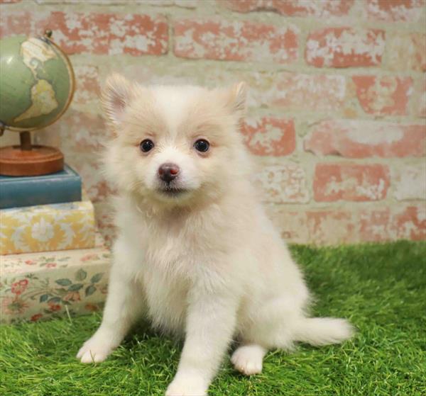 Desiree, Pomeranian, Image 1