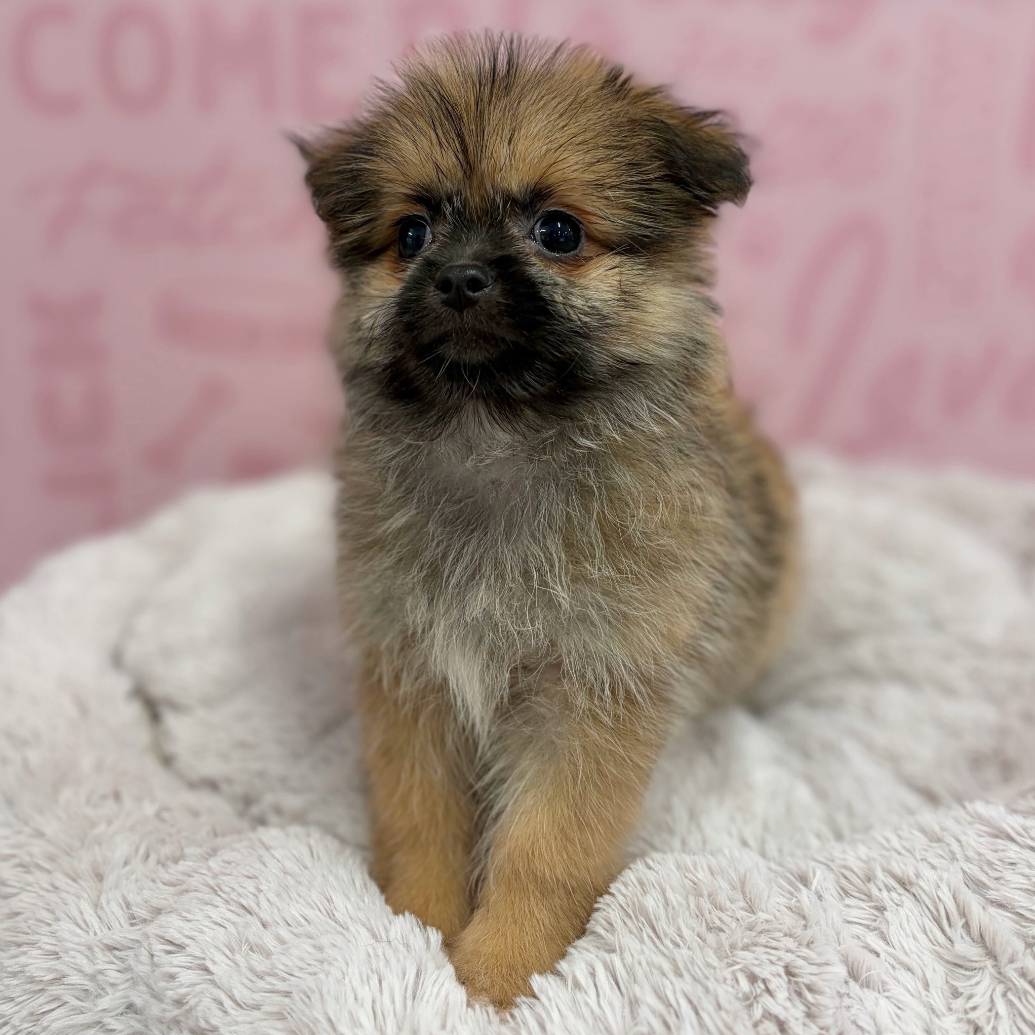 Minnie, photo 1