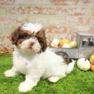 Shih Tzu – 1764
