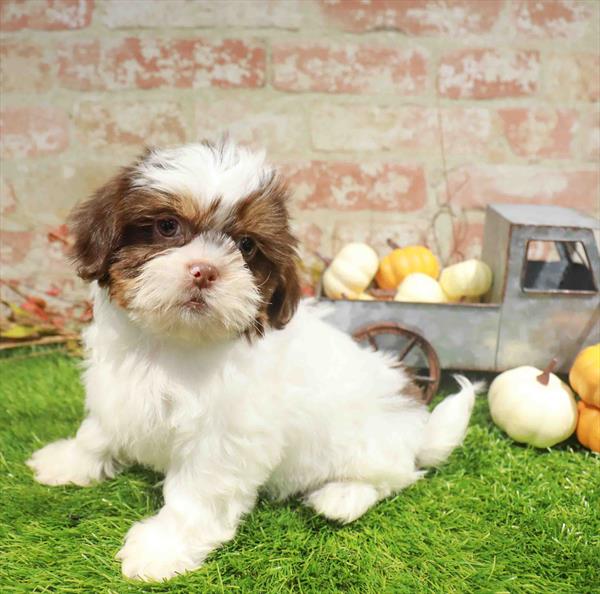 Kurt, Shih Tzu, Image 1