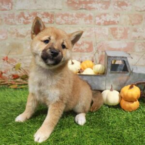 Shiba Inu – 1765