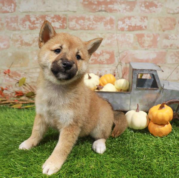 Ann, Shiba Inu, Image 1