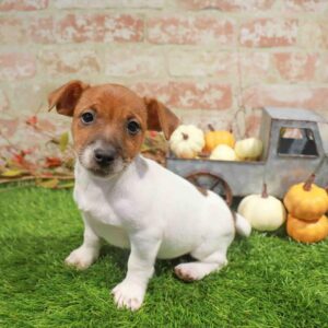 Jack Russell Terrier – 1766