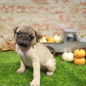 Pug – 1768