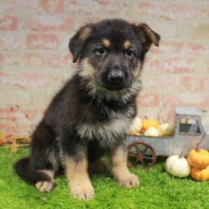 German Shepherd – 1767