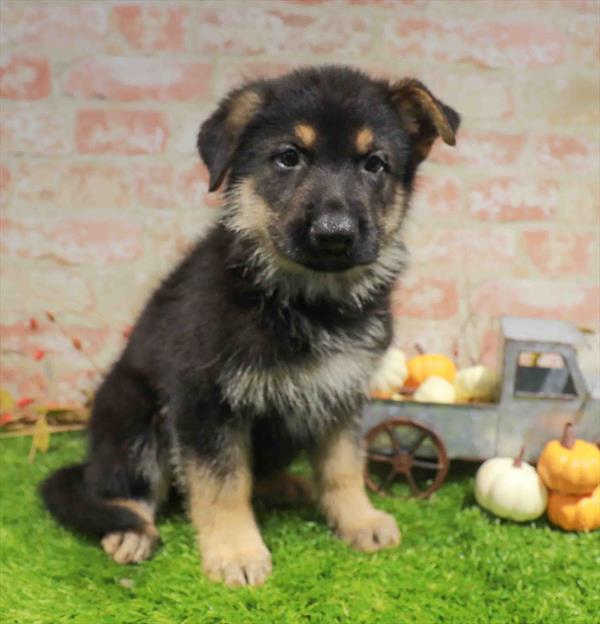 Neal, German Shepherd, Image 1
